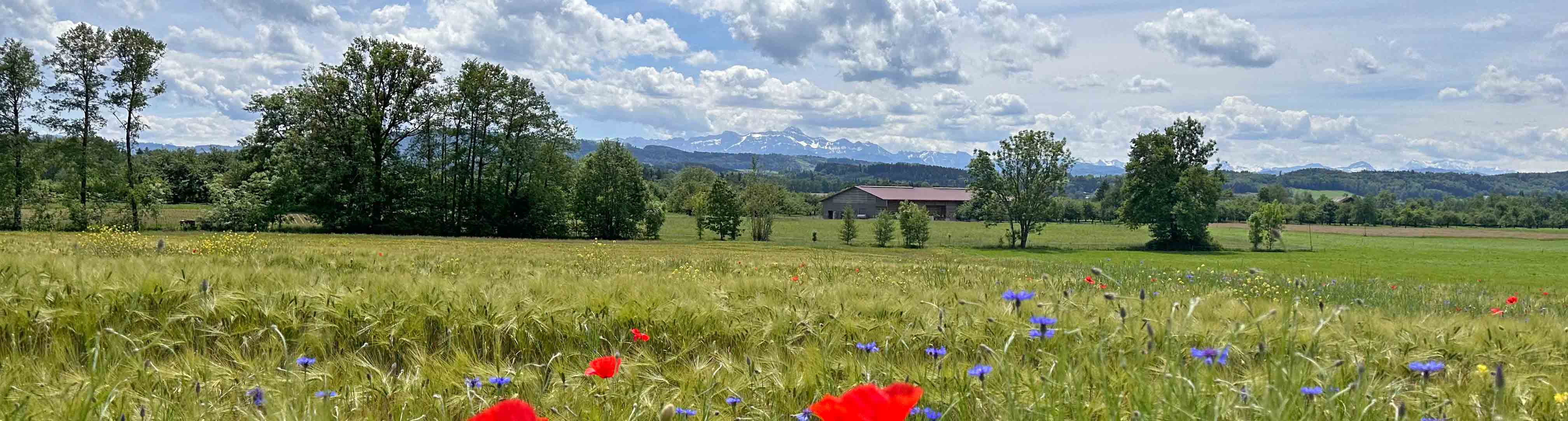 KI-Lösungen für Kleinunternehmer in Romanshorn